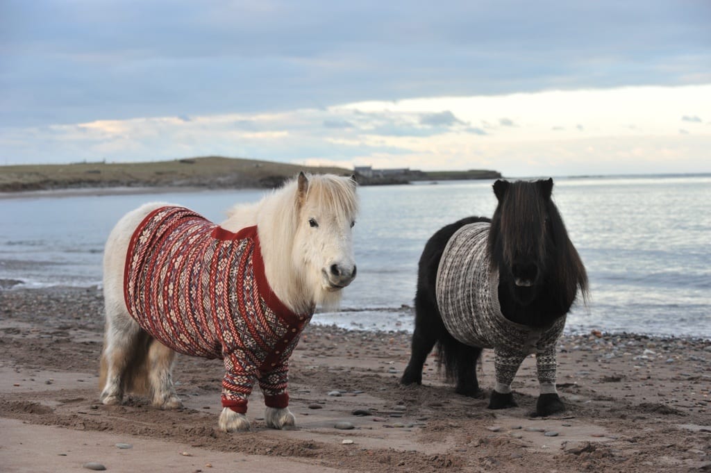 Ponies and Cardigans